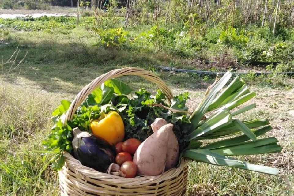 Farm Tour Andros Cycades