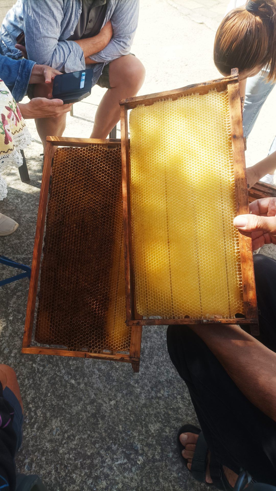 batsi-frousseoi-zorkos-varidi-kalivari-xartes-peza-pyrgos-mirmigies-vlixada-a.felos-gavrio-batsi