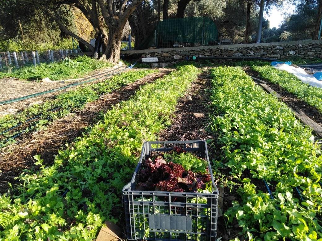 Farm Tour Andros Cyclades