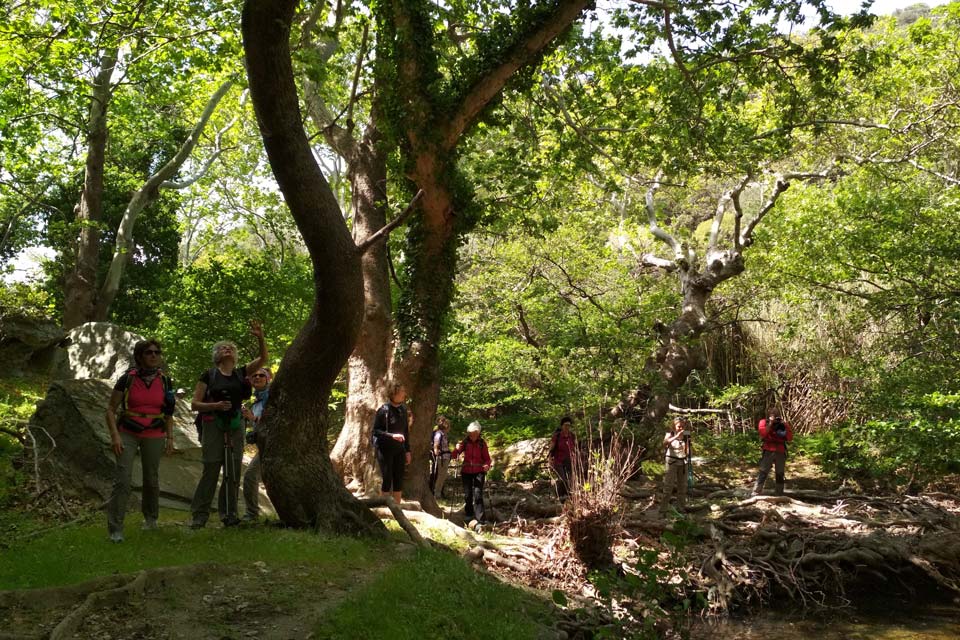 Achla-River-Andros-Cyclades