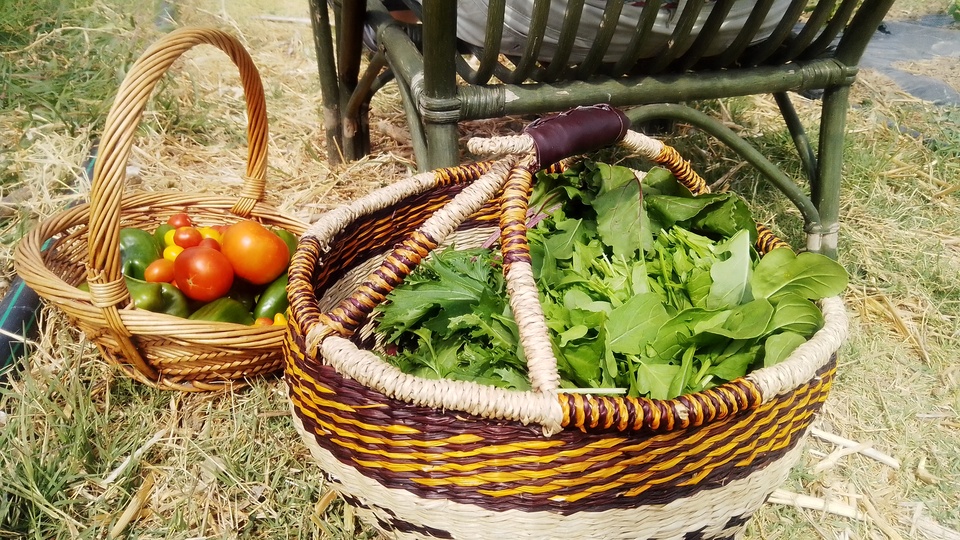 Farm Visit Andros Cyclades (1)