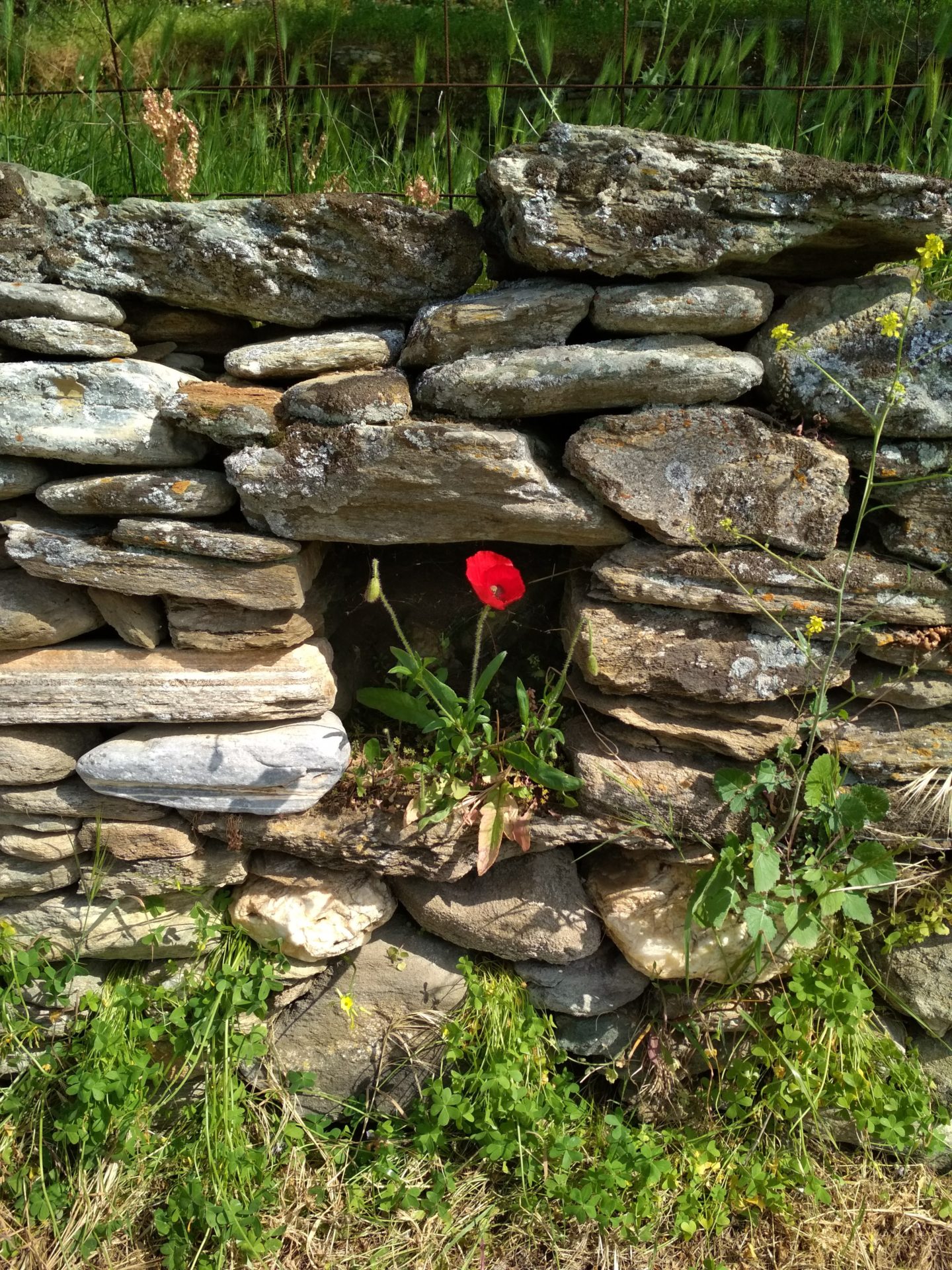 Dry Stone Walls Andros Cyclades Greece