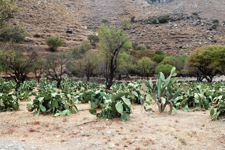 Kea Island Walking Holidays