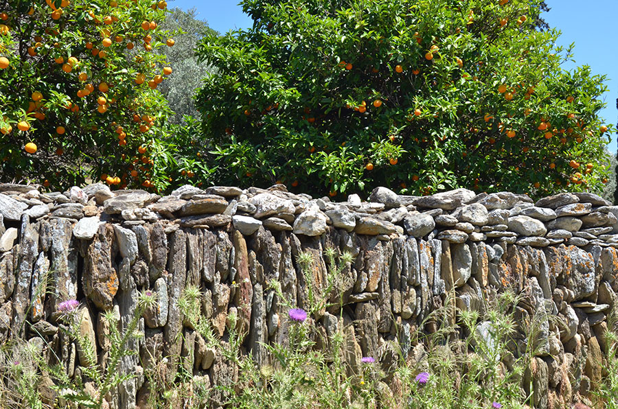 Dry Stone Walls Andros Cyclades Greece