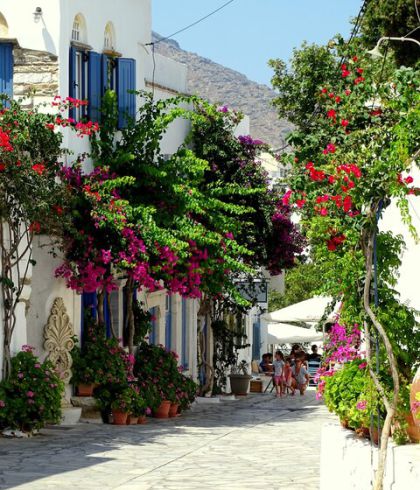 Plane-Forest-Andros-Greece