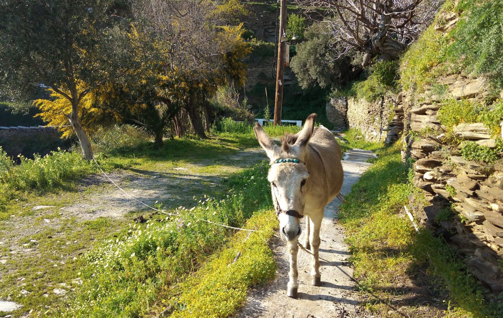 Donkey Cyclades Andros