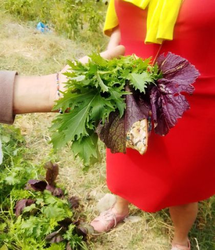 Farm Visit Andros Cyclades