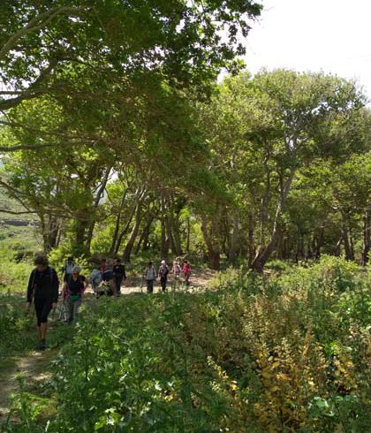 Plane-Forest-Andros-Greece