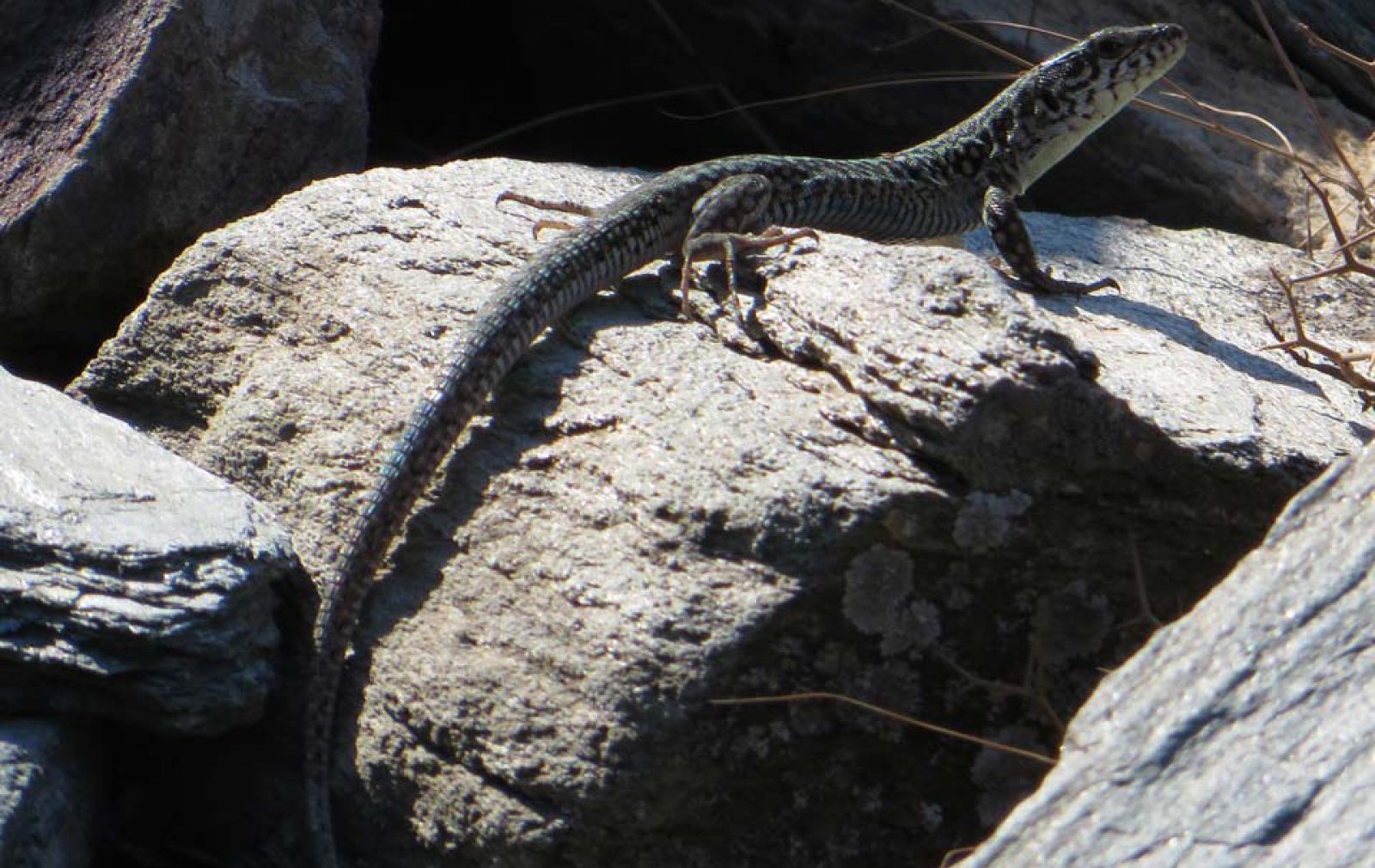 lizard rock fauna andros cyclades