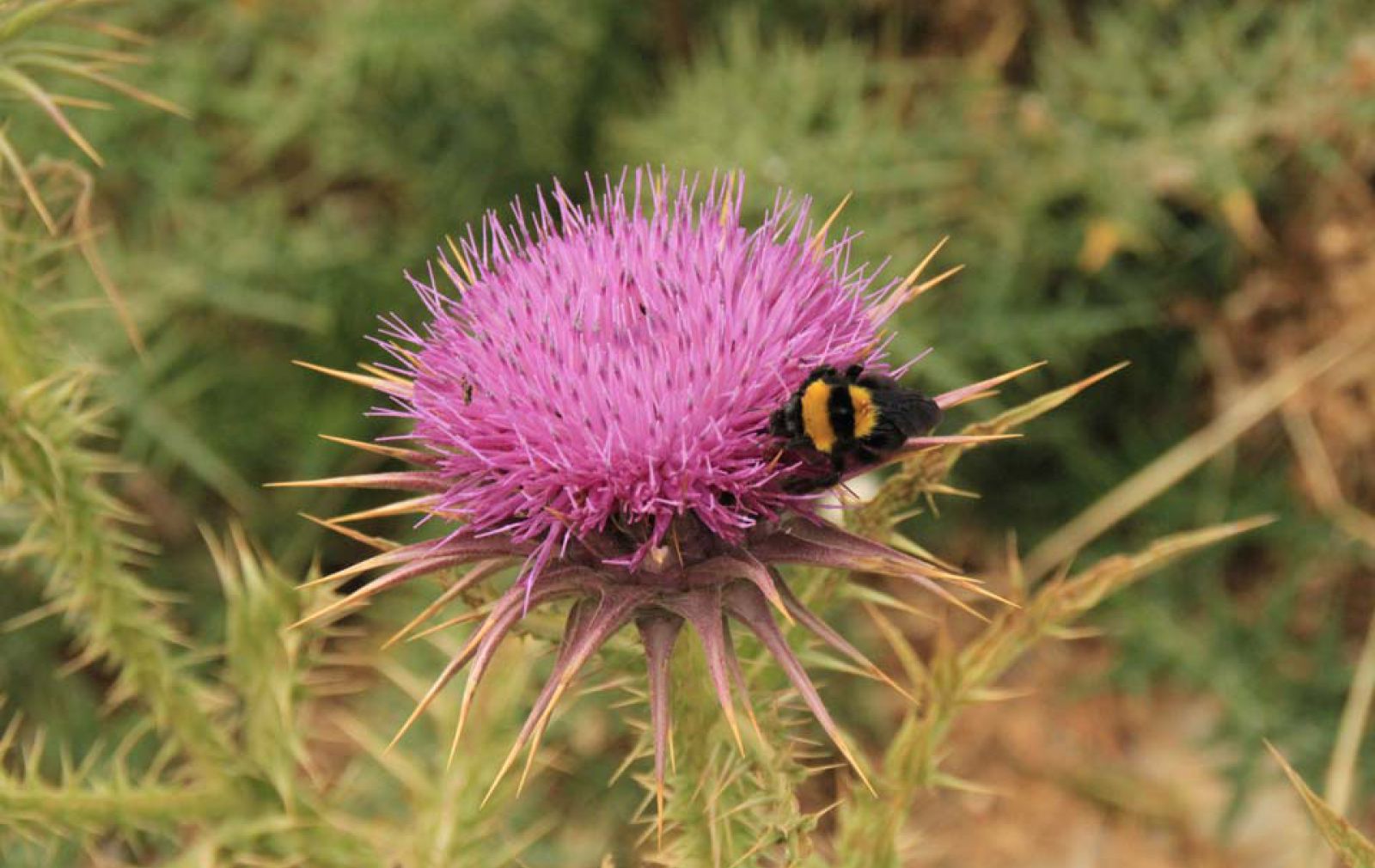 purple-flower-thorns-insect-bee-andros-greece
