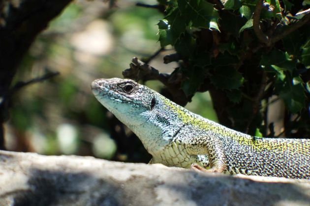 lizard sun oak leaves andros cyclades