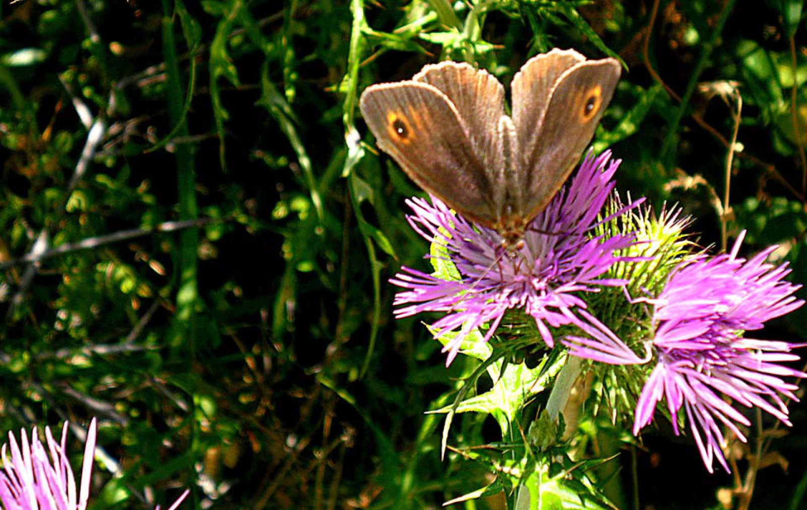 purple-flower-thorn-butterfly-nature-andros