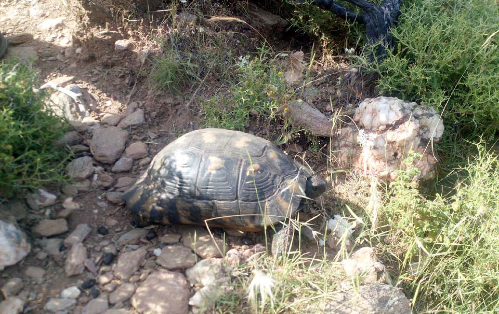 Turtle-in-Andros-Cyclades