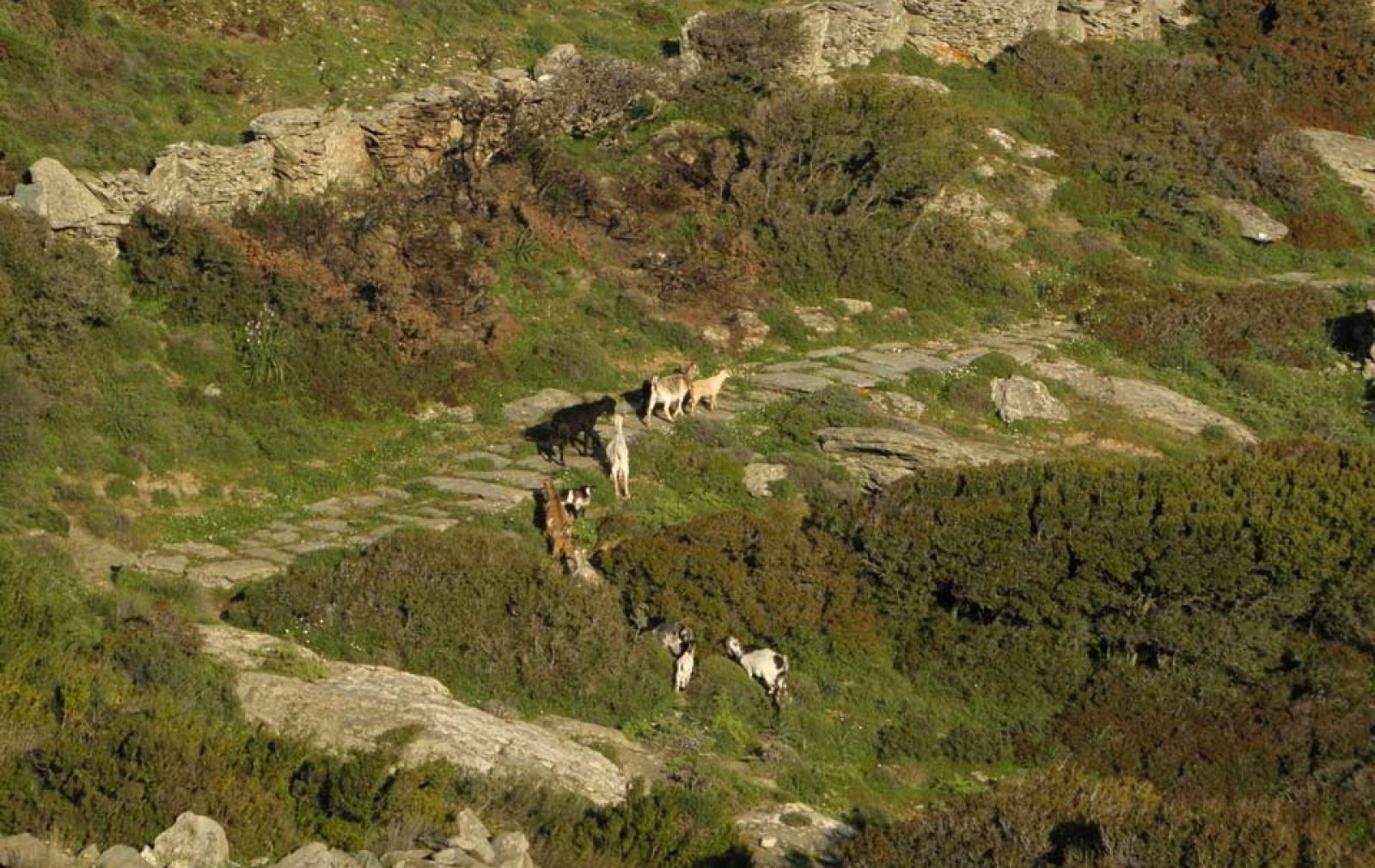 Wild-life-Andros-Cyclades-Greece