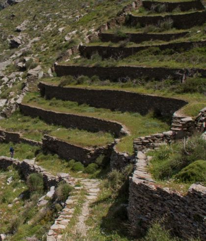 Oleanders-Andros-Route-no7-Cyclades