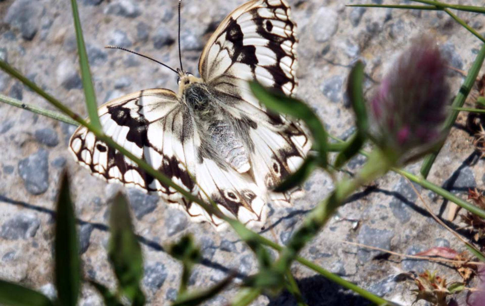 butterfly-andros-greece