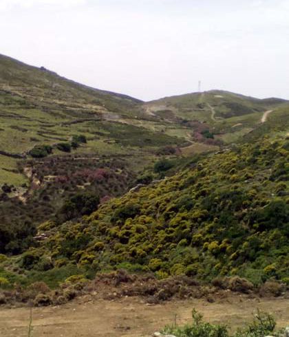 Amolochos-Andros-Cyclades