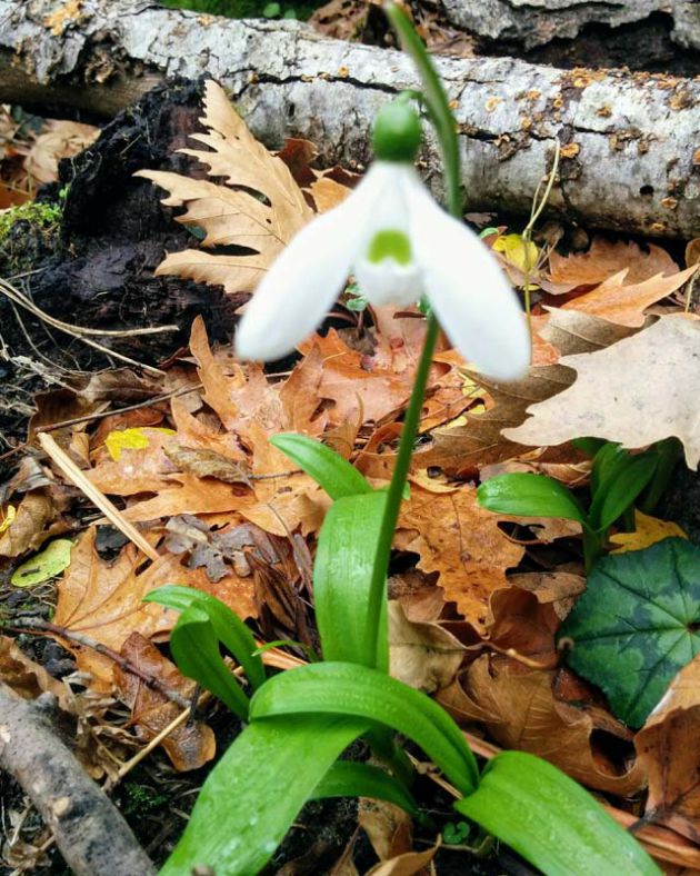greek flower nature green white brown leaves
