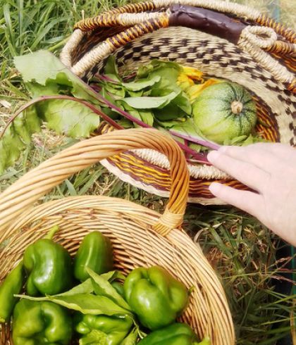 Farm Visit Andros Cyclades