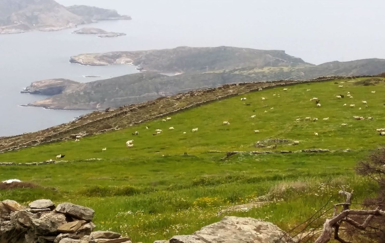 Steno - Andros Cyclades