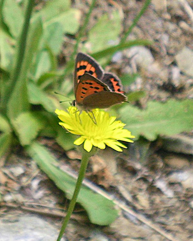 butterfly-flower-andros-cyclades