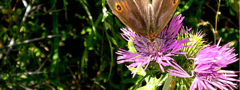 purple-flower-thorn-butterfly-nature-andros