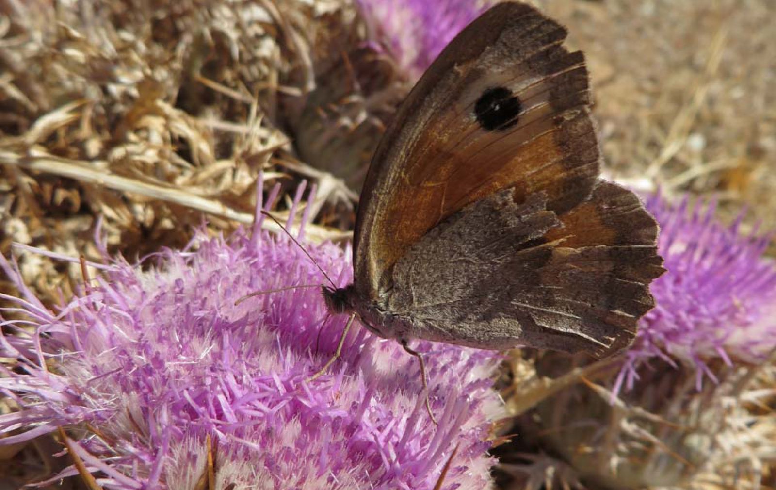 butterfly-flower-greek-island-andros