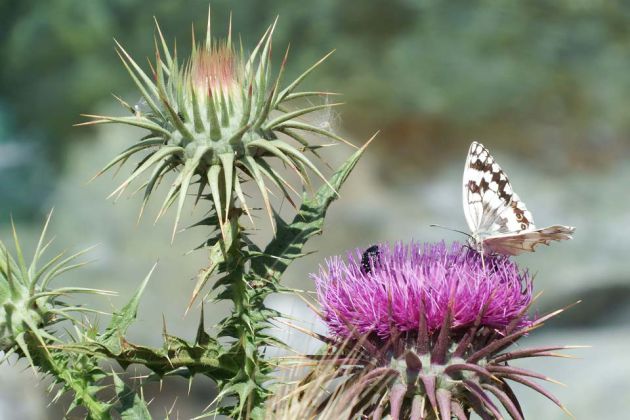 flower thorns insects nature andros