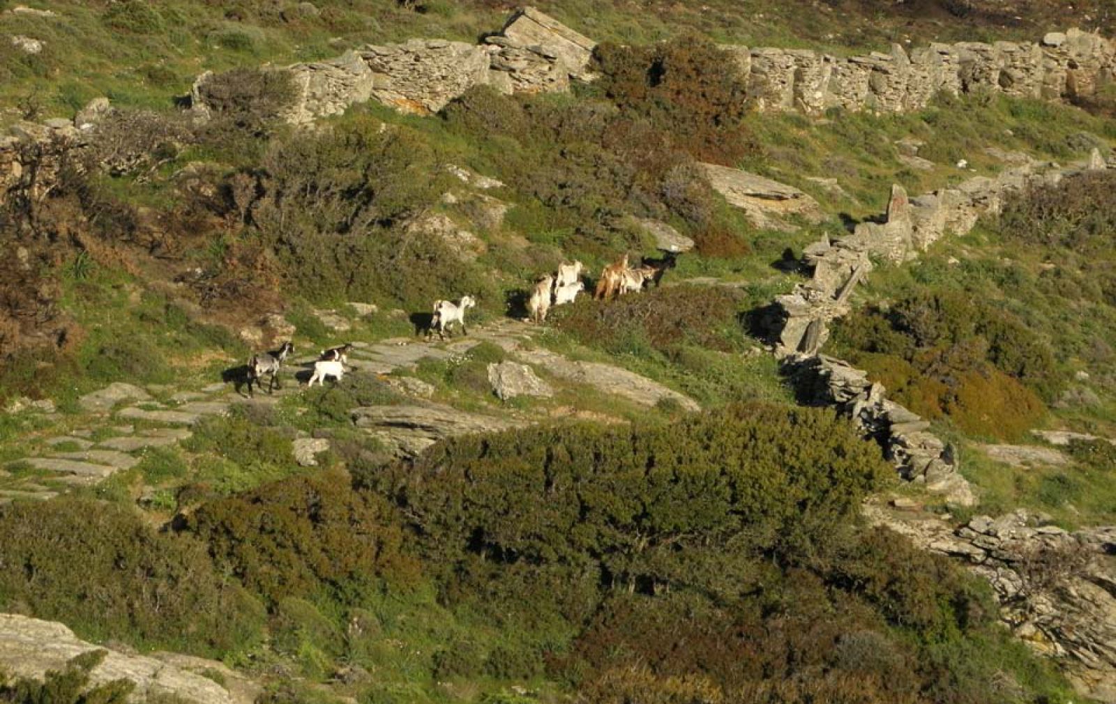 goats-nature-village-andros-greece