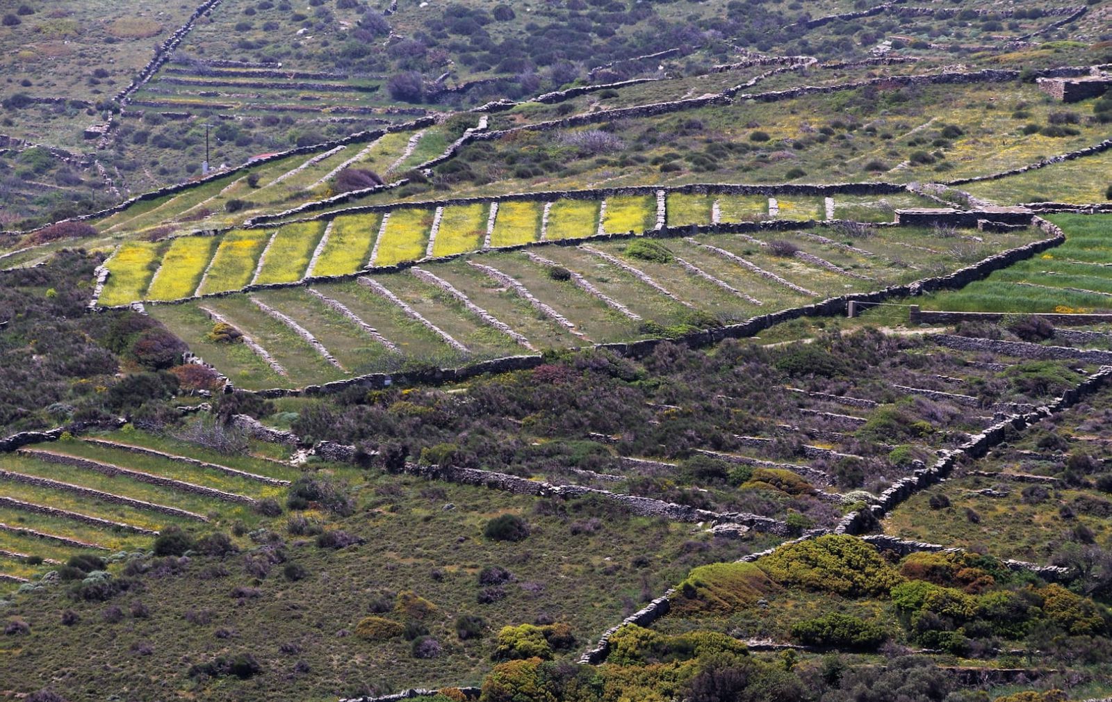 farming terraces Andros Cyclades